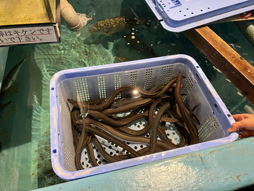 鰻は店内で活〆調理致しております。